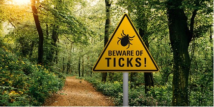 Tick Information